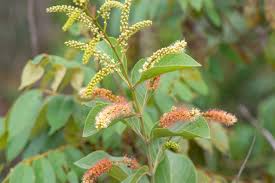 Image result for Combretum sp. A