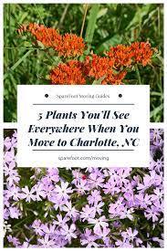5 Plants You Ll See Everywhere When You Move To Charlotte Nc Sparefoot Moving Guides Plants North Carolina Gardening Porch Plants
