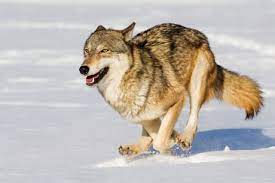 Gray Wolf In Winter Grey Wolf Wolf Poses Wolf Photos
