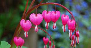 Bleeding Heart Flowers Bleeding Heart Flower Most Beautiful Flowers Bleeding Heart