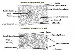Cross Section Of Dicot Leaf Leaves Blog Wallpaper Cross Section