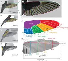 Dragonfly, any of a group of roughly 3,000 species of aerial predatory insects most commonly found near freshwater throughout most of the world. Quantifying The Dynamic Wing Morphing Of Hovering Hummingbird Royal Society Open Science