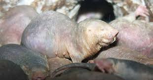 It's important to address the problem quickly before they have a chance to cause considerable damage. For How Long Can The Naked Mole Trivia Questions Quizzclub