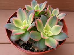 People often ask me which succulents do well in the shade. 22 Shade Tolerant Succulents To Grow Where Nothing Grows Balcony Garden Web