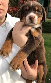 Der ehemalige karrenhund der hausierer und marktfahrer, hofhund der bauern und viehtreiber der metzger war in der ganzen schweiz weit verbreitet. Vom Gut Maschwitz Grosser Schweizer Sennenhunde