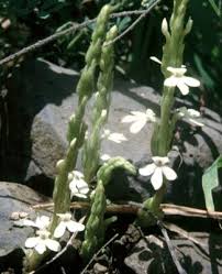 Image result for Alectra vogelii