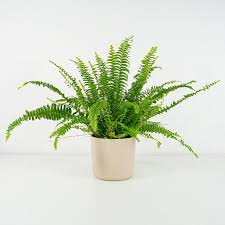 Image result for ledviník