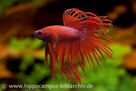 One of the things that people consistently ask me about is how to tell the difference between tail biting and fin rot. Crown Tail Kampffisch Rot Mannchen Betta Splendens Tiere Zierfische