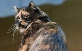 The main difference between cat breeds is the variation of color and texture of the coat. The Ultimate Guide To Different Types Of Cat Breeds 100 Feline Breeds