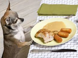 Wasabi restaurant & bar, noosa, ql. Diese Lebensmittel Sind Giftig Fur Hunde