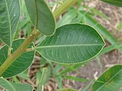 Image result for Bothriocline