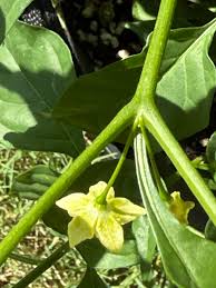 Image result for Eriospermum flexuosum