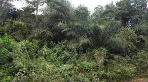 Image result for Raphia ruwenzorica