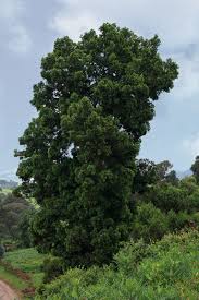 Image result for Afroqueta capensis