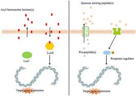 Image result for quorum sensing