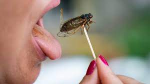 How to get rid of cicada killers. Cicada Swarm Halts White House Press Plane Before Biden S Europe Trip