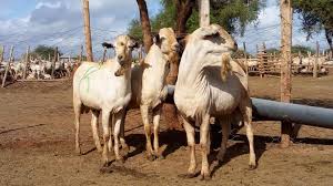 Galla Goat Doe