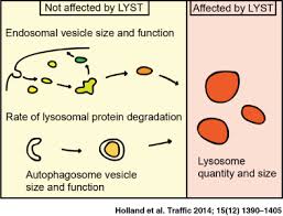 The phagosome is acidified and fuses with lysosomes, which contain lysozyme and acid hydrolases that can degrade bacterial cell walls and proteins. Lyst Affects Lysosome Size And Quantity But Not Trafficking Or Degradation Through Autophagy Or Endocytosis Holland 2014 Traffic Wiley Online Library