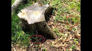 Schau dir angebote von ‪mushrooms‬ auf ebay an. Why Do Morel Mushrooms Grow Under Dead Elm Trees Youtube