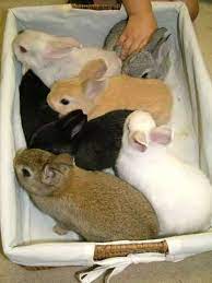 56 Rylee Bunnies Ideas Baby Bunnies Cute Animals Cute Bunny