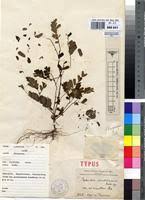 Image result for Phyllanthus odontadenius