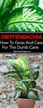 Dieffenbachia Care How To Grow The Dumb Cane Plant Dumb Cane Plant House Plant Care Easy House Plants