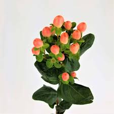 Image result for Hypericum