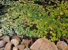 Image result for Marsilea nubica