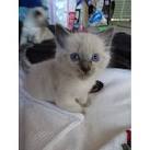 Ragdoll Kittens For Sale In Massachusetts