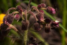 Image result for Blumea axillaris