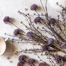 Image result for Melaleuca sp. A (Biegel 5741)