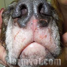 The lesions can be ulcers, nodules (lumps), plaques, reddish patches, or areas of scaling and hair loss. Dermatology Clinic For Animals Cutaneous Epitheliotropic Lymphoma In Tacoma Wa Dermatology Clinic For Animals