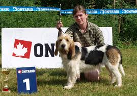 Image result for malý vendéeský hrubosrstý honič