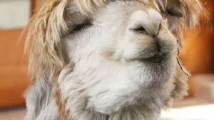 Here Are Some Alpacas With A 10 10 Smile In 2020 Alpaca Animals Baby Animals