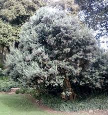 Image result for Buddleja saligna