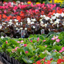 Image result for Begonia princeae