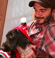 Dogs show love in the present moment