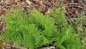 Image result for Dennstaedtiaceae