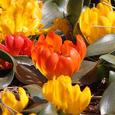 Image result for Daubenya