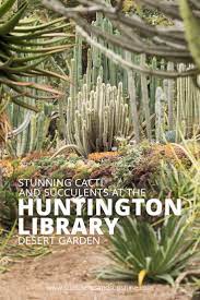 Get the best deal for cacti neutral cactus & succulent plants from the largest online selection at ebay.com. Succulents And Cacti At The Huntington Library Gardens Succulents And Sunshine