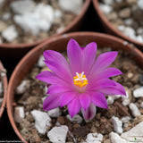 Image result for Kotschya carsonii