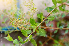 Image result for Lawsonia