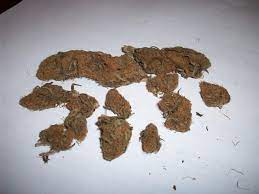 Jamaican Red Hair Grasscity Forums The 1 Marijuana Community Online