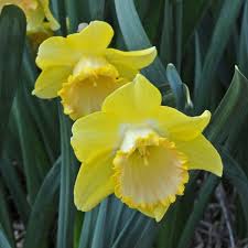 Alexis Beauty Daffodils Plants Beauty
