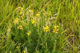 Image result for Crotalaria phylicoides