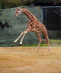 From desegregating pools to helping launch D-D Breaux's career: BREC  reflects