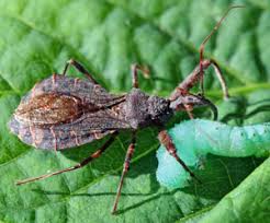 Maybe you would like to learn more about one of these? Assassin Bugs And Ambush Bugs Reduviidae Wisconsin Horticulture
