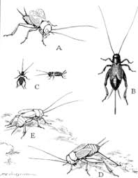 What is the noise made by a cricket? Cricket Insect Wikipedia