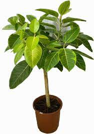 Ediflores Ficus Altissima