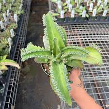 Image result for Kalanchoe daigremontiana